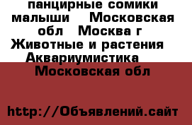  панцирные сомики малыши  - Московская обл., Москва г. Животные и растения » Аквариумистика   . Московская обл.